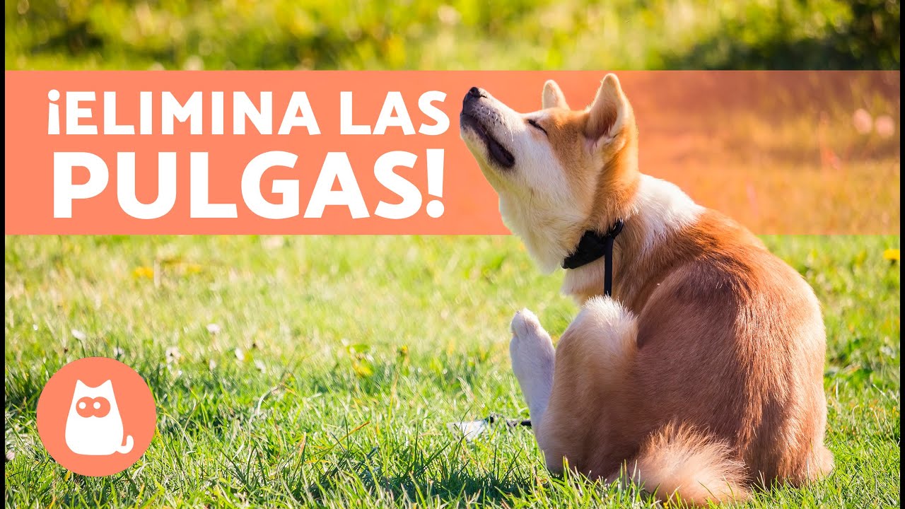 que es mas efectivo para las pulgas en perros