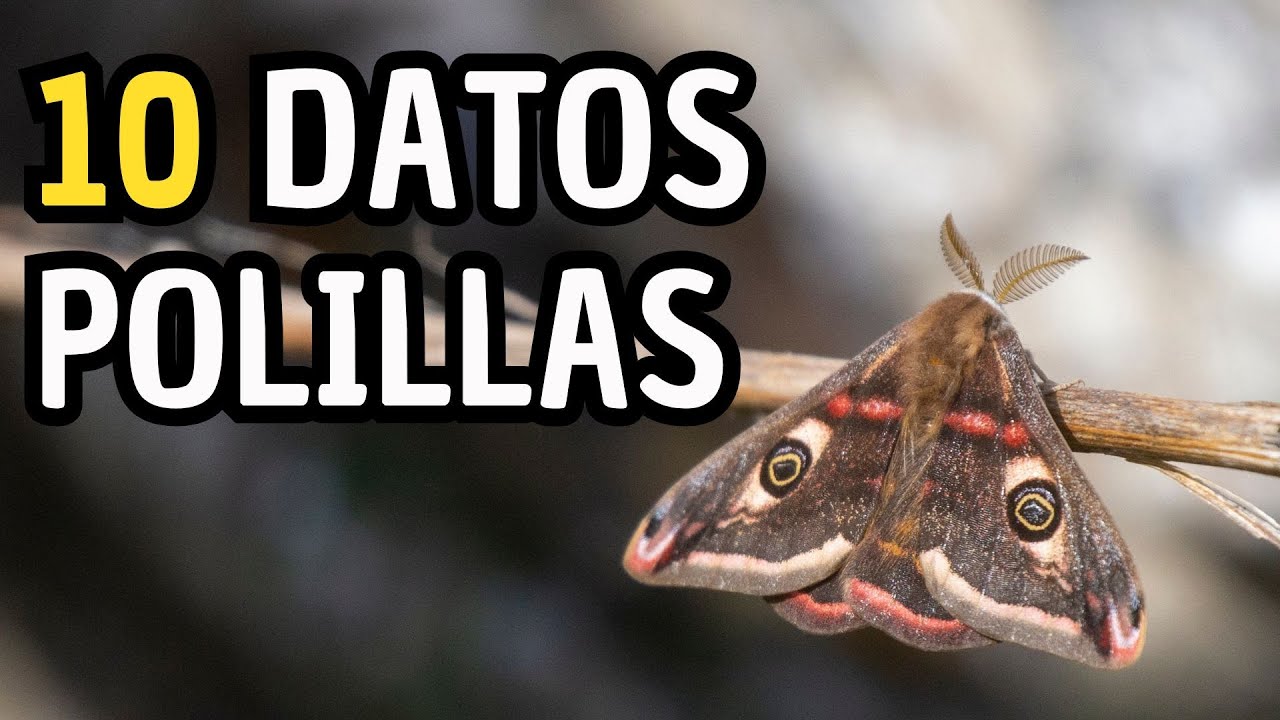 que hacen las polillas a las personas