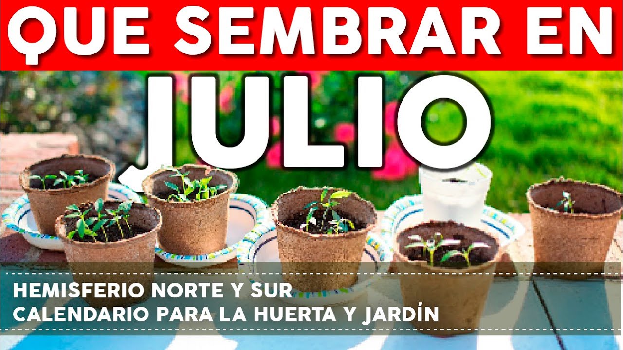 que plantar en julio en el huerto