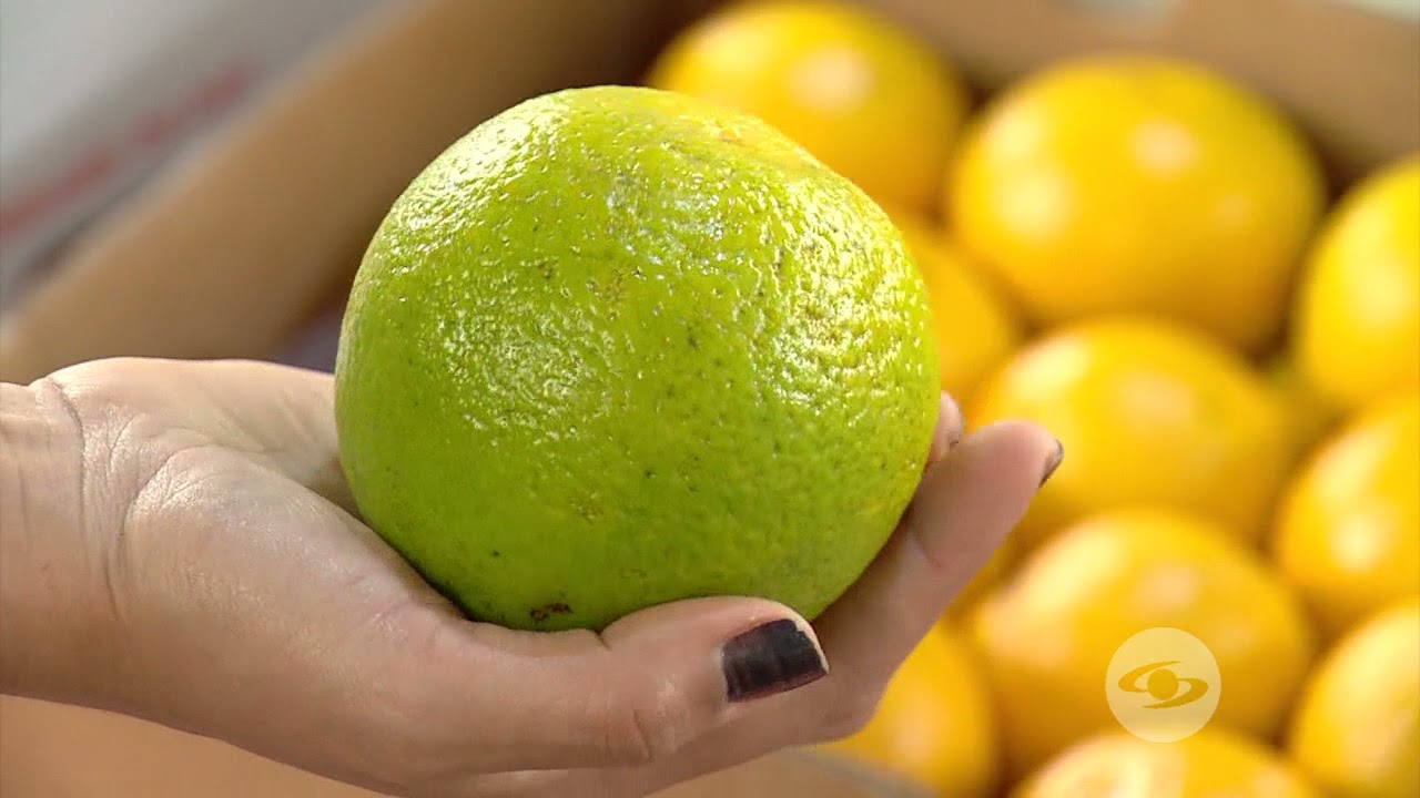 se pueden recoger las naranjas verdes