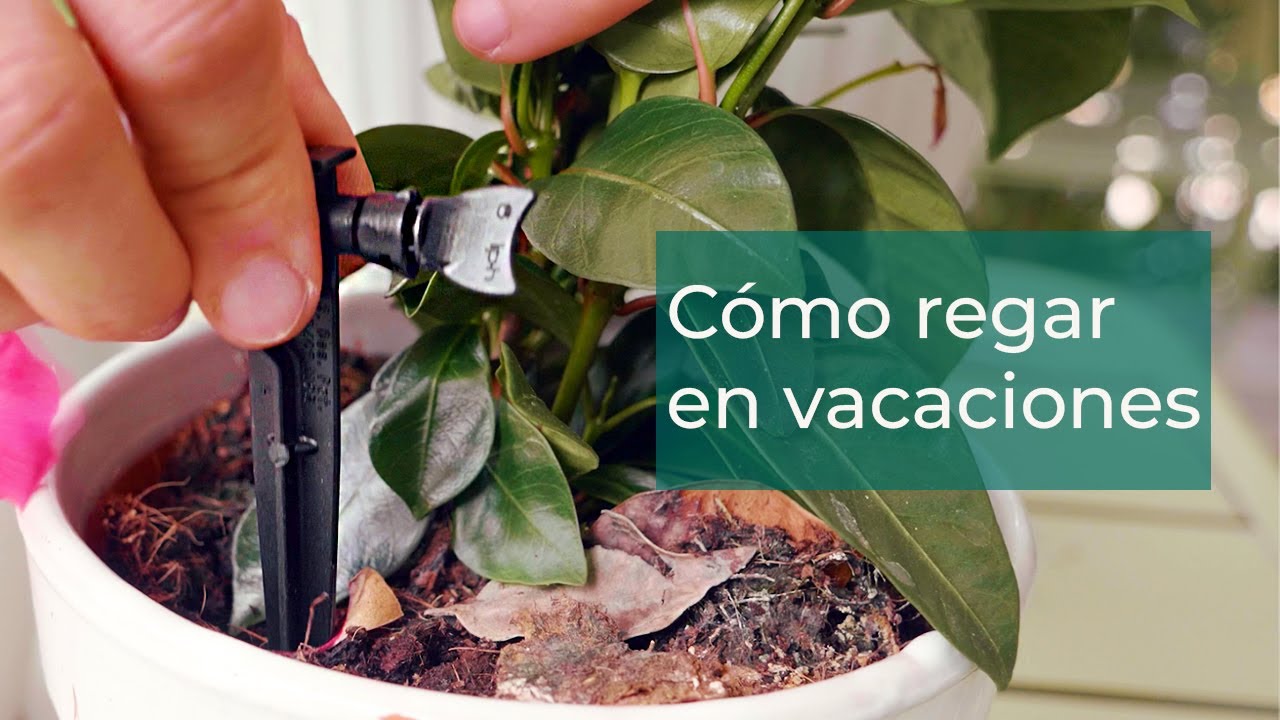 sistema de riego para plantas en vacaciones